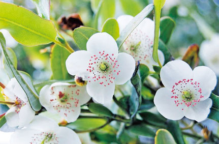 レザーウッドの花