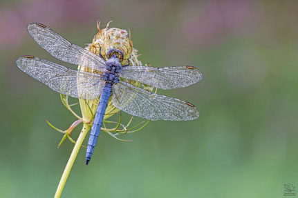 Südlicher Blaupfeil – Orthetrum brunneum