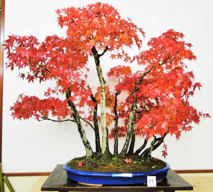 山松園 - 高松盆栽・山松園 山松園 - 高松盆栽・山松園