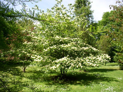 des fleurs blanches recouvrent ses branches largement étalées