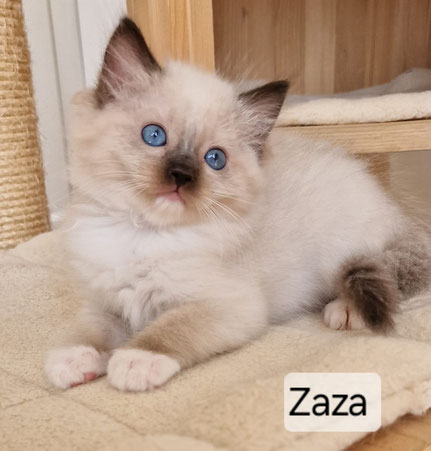 Zaza, femelle, seal point mitted, RÉSERVÉE 