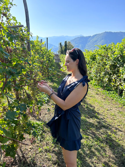 traduzioni settore vinicolo