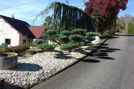 Taille Niwaki d'arbustes Juniperus à Nevy-sur-Seille dans le Jura (39)