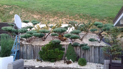 Taille Niwaki de Juniperus près de Lons-Le-Saunier dans le Jura (39)