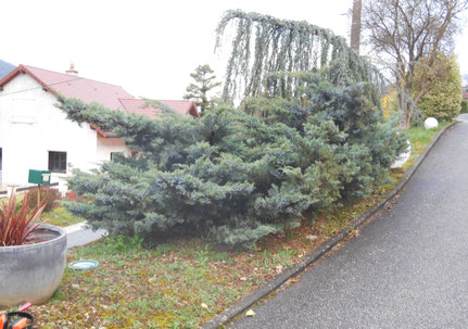 Arbustes avant la taille en nuage à Nevy-sur-Seille (39)