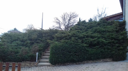 Butte d'arbustes Juniperus avant taille en nuages à Saint-Etienne-sur-Chalaronne (01)