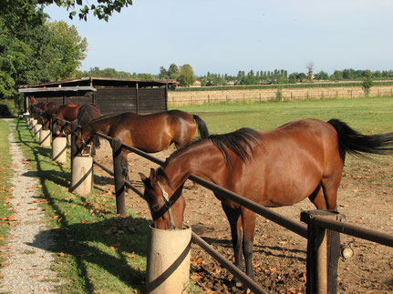 allevamento bigi purosangue trottatori