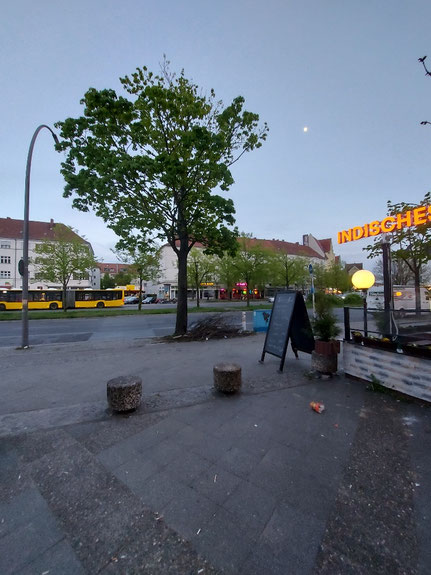 Spitzahorn, Baum Nr. 6, Wilhelmstraße, die halbe Krone fehlt bereits: Verticillium-Welke