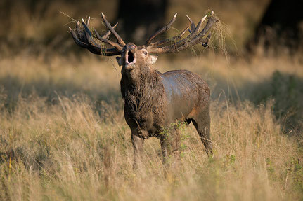 Rothirsch (Cervus elaphus) in der Brunft