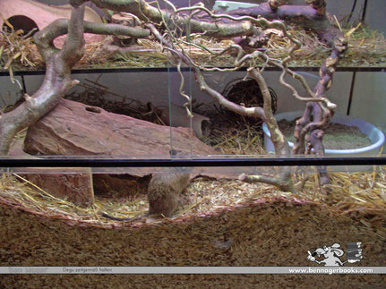 degu käfig, degu käfig kaufen, degu käfigeinrichtung, ben nager degubuchautor, degukäfigeinrichtung, deguTerrarium, deguKaufen, strauchratte, benNagerBooks