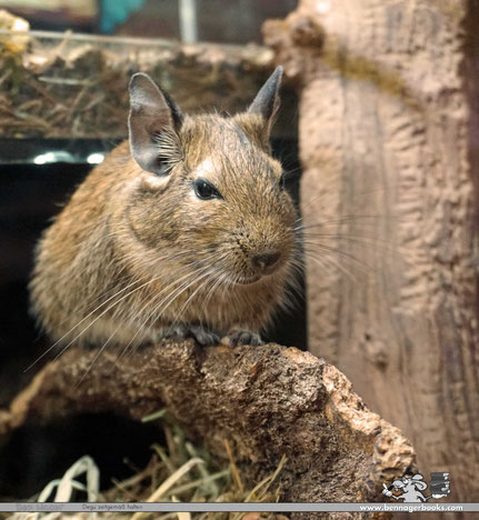 degu, degukäfig, deguhaltung, deguskaufen, degubuch, deguterrarium, octodondegus, deguvorschriften, degumindestanforderungen, wievieledegus, bennager, bennagerbooks, tierschutz
