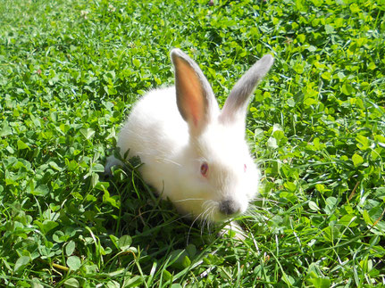 Jungrammler kalifornierfarbig