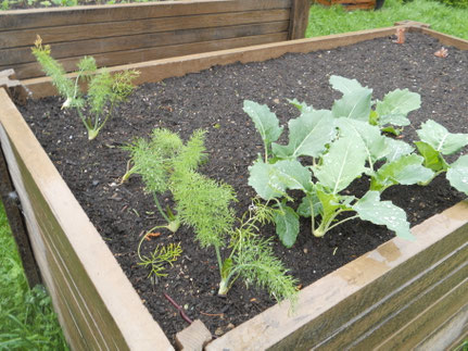 ... aus dem eigenen Garten (z.b. Fenchel, Kohlrabi,...)