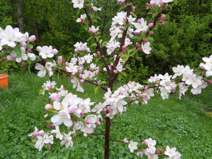 Apfel- oder Birnenbaumzweige (für trächtige Häsinnen)