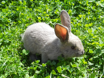 Jungrammler typfarbig (abgegeben)
