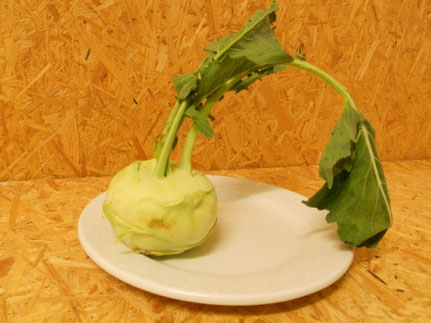 Kohlrabi (für säugende Häsinnen und Jungtiere)