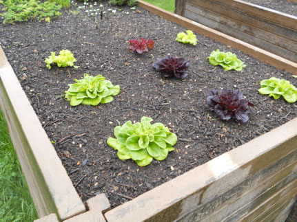 ...aus dem eigenen Garten (z.B. Salat)