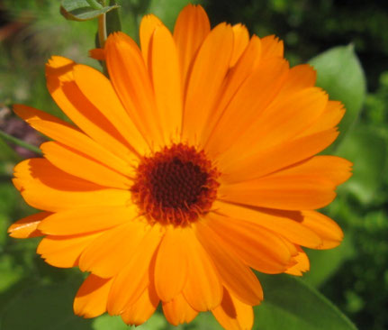 Calendula Ringelblume  - Samenbomben: Blütenpracht selbst gemacht - Naturabilis