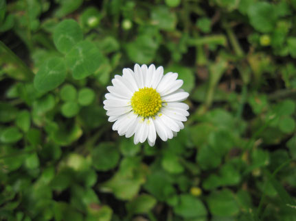 Gänseblümchen - Naturabilis