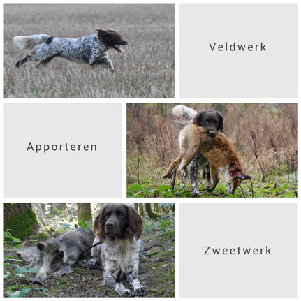 Pixer Jixer Van De Chesannehof Heidewachtel Kleine Munsterlander It is descended from the long coated german spaniels and is a spaniel type dog that points game. pixer jixer van de chesannehof