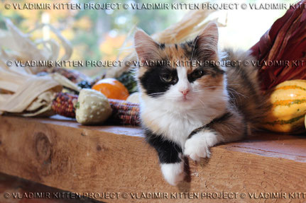 Photo credit: Vladimir Kitten Project
