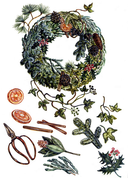 Tannenzweige Naturillustration Efeu Wacholder  Koniferen