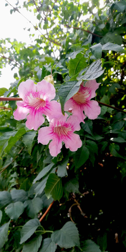 Podranea Ricasoliana o Bignonia Rosa cerca del faro de Trafalgar, Barbate 