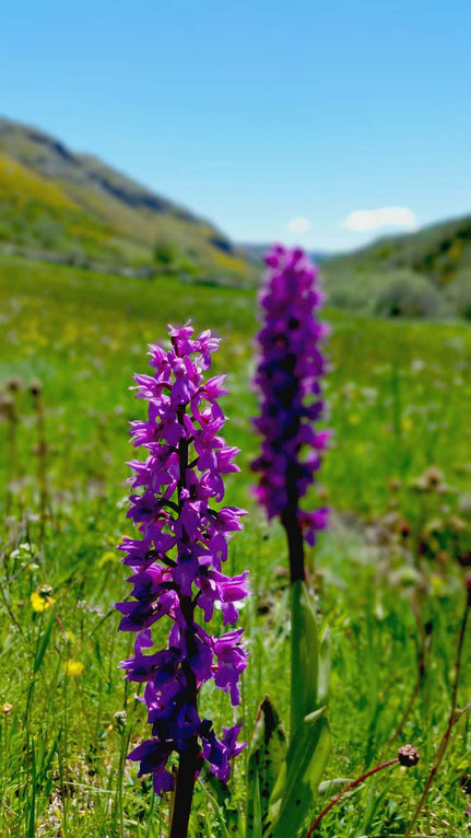 Orchis Mascula L. o Campanos en Babia