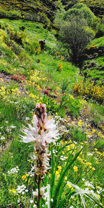 Asphodelus Albus o Gamón Blanco, en Babia
