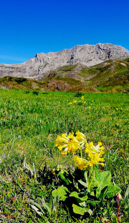 Primula Veris L. o Aurícula. Al fondo La Cervata (Babia) 