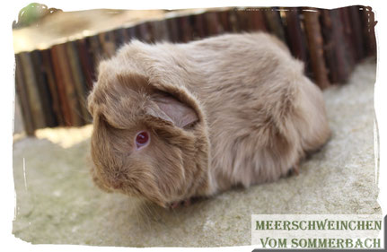 Flip vom Sommerbach