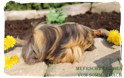 Effie vom Sommerbach