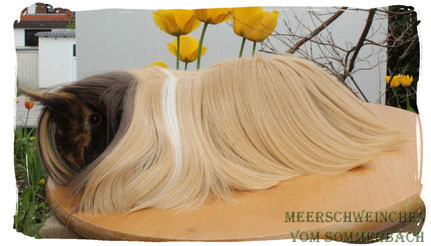 Iggy vom Sommerbach