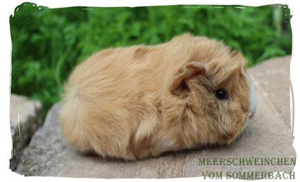 Nala vom Sommerbach