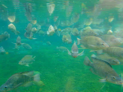 pisciculture dorme jura etang carpe