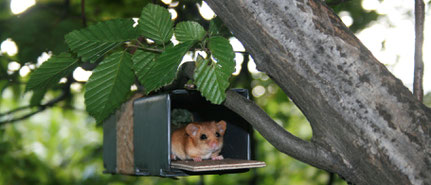 Haselmauskartierung mit Nest tubes