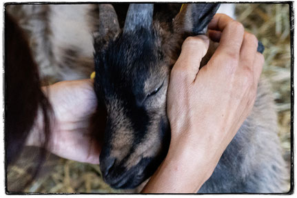 Unser KuddelmuddelHofZiegenbock - KARLIE