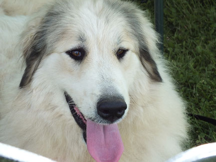 Lassie CONFIRMEE avec un TRES BON en Classe Jeune " bonne taille mais manque un peu de substance"