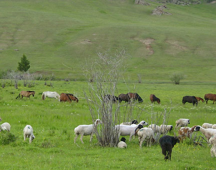 Schafherde in der Mongolei und im Hintergrund eine Pferdeherde, aufgenommen von ritsch-ratsch