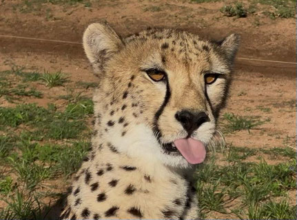 wunderschöner Gepard nach dem Run