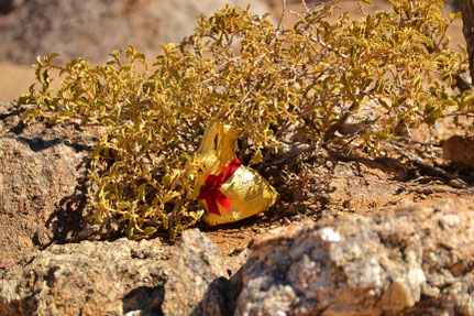 Osterhase in Namibia