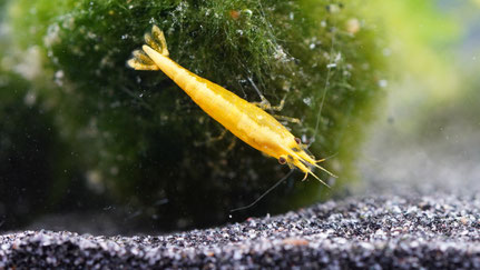 Gelbe Neocaridina Garnele mit einem gelben Neonstreifen auf dem Rücken