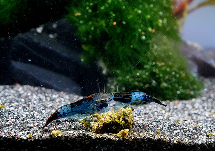 Carbon Rili Garnele