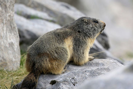 Murmeltiere leben erst seit ca. 70 Jahren in den Pyrenäen