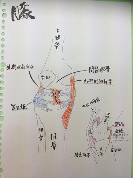 膝の構造(右足 前面と側面)