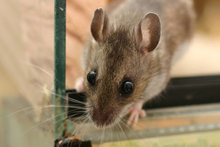 Peromyscus bald nur noch als Hybrid bei uns?