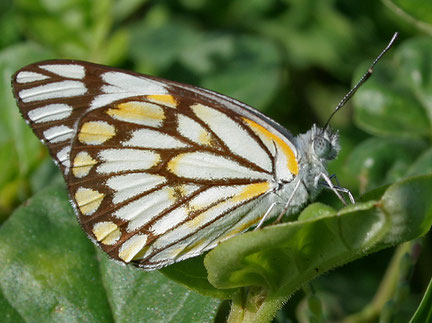 Belenois aurota ©J.M.Garg