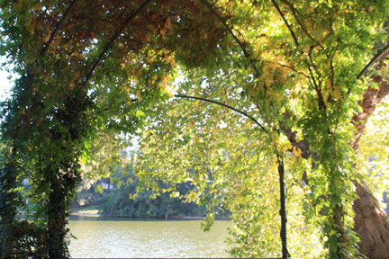 Lietzensee in Charlottenburg, Blick durch das Grün der Sträucher und Bäume auf den See. Foto: Helga Karl