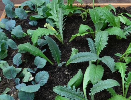 Baby Cabbage and Artichokes