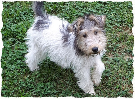 Chiot Fox Terrier à l'école pour chiots à Dax